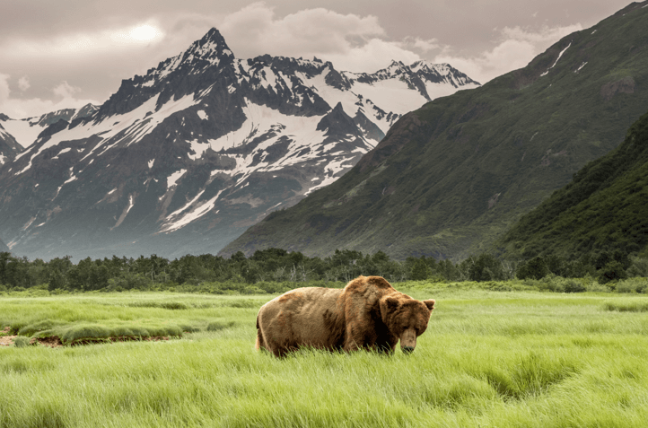 Alaska and Grizzly Bears